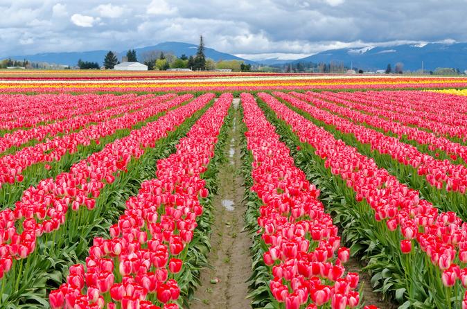 Kashmir Private Tour 5 Nights 6 days