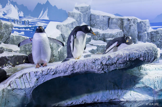 Skip the Line: SEA LIFE Konstanz Admission Ticket