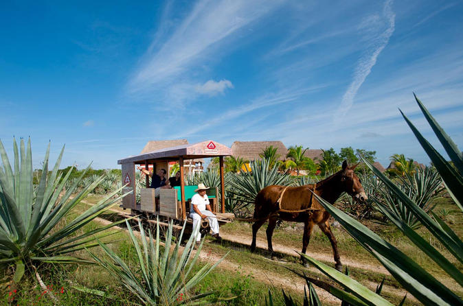 Sotuta de Peon Hacienda Cultural Tour