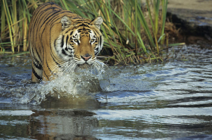 3-Night Chitwan National Park Safari from Kathmandu