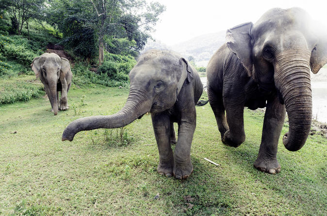 Viator Exclusive: Elephant Conservation Experience in Chiang Mai