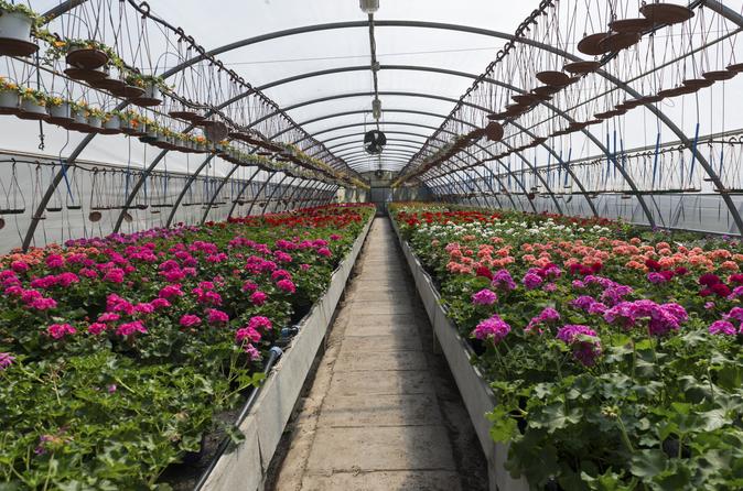 Santa Elena Day Trip: Silleteros and Flower Farm Cultural Tour