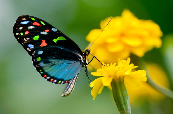 Rhodes Shore Excursion: Private Valley of the Butterflies Day Trip