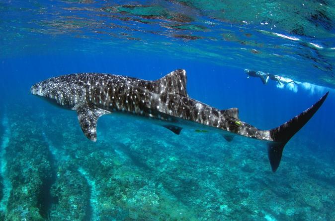 Whale Shark Discovery Tour - Exmouth
