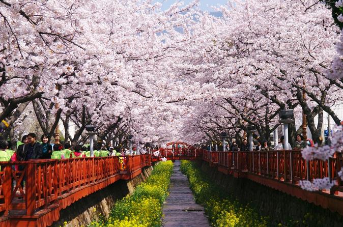 1-Day Visit To The Jinhae Gunhangje Cherry Blossom Festival From Seoul ...