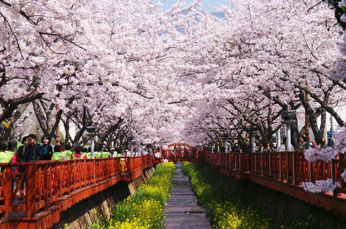 1-Day Visit to the Jinhae Gunhangje Cherry Blossom Festival from Seoul