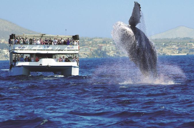 Best Whale Watching Tours Los Angeles Best Whale Watching Tours Los Angeles