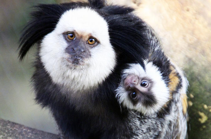 Zoo Lloc de Menorca Ticket Only