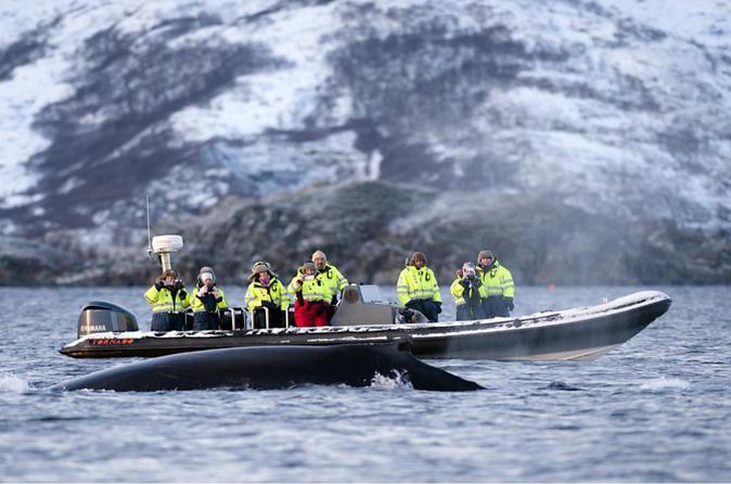 RIB Whale Watching Cruise from Tromso - Tromso | Viator