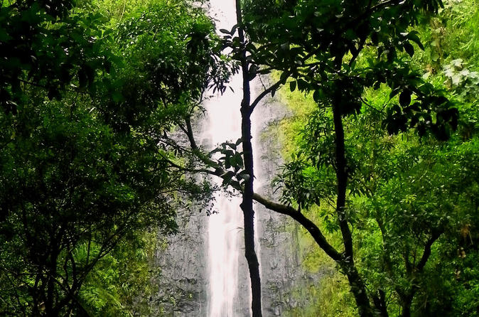 Rainforest Waterfall Excursion