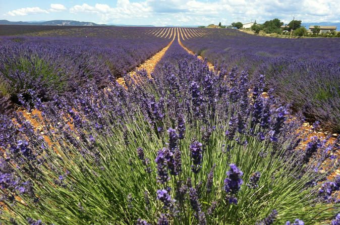 Small-Group Lavender Tour of Luberon Villages, Lourmarin, Roussillon and Sault from Aix-en-Provence