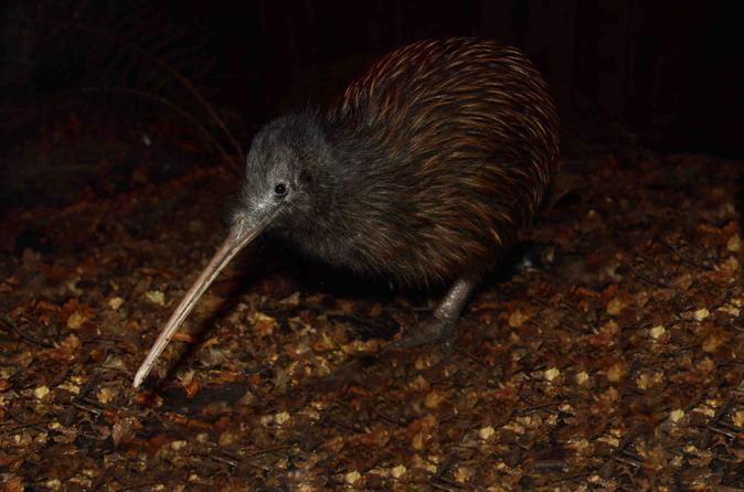 Kiwi Birdlife Park