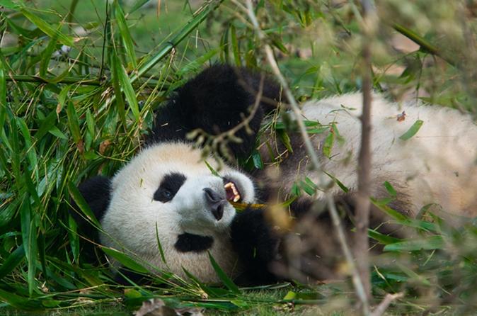 Half-Day Chongqing Tour Of Giant Panda And Eling Park