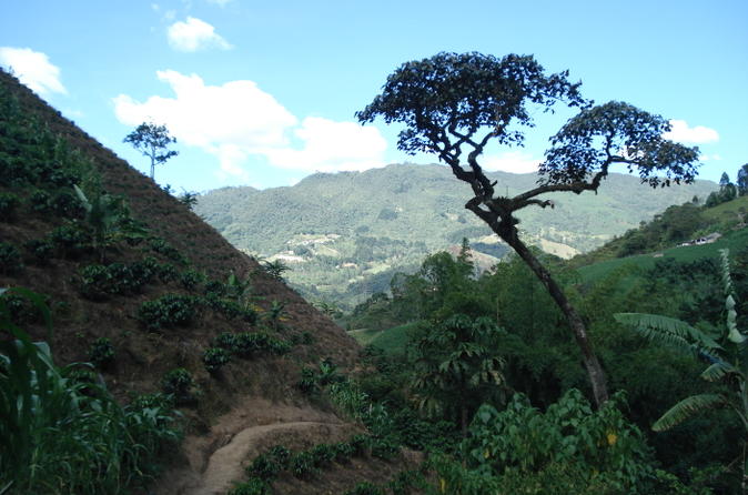 Visite privée : découverte du café de Medellín et atelier