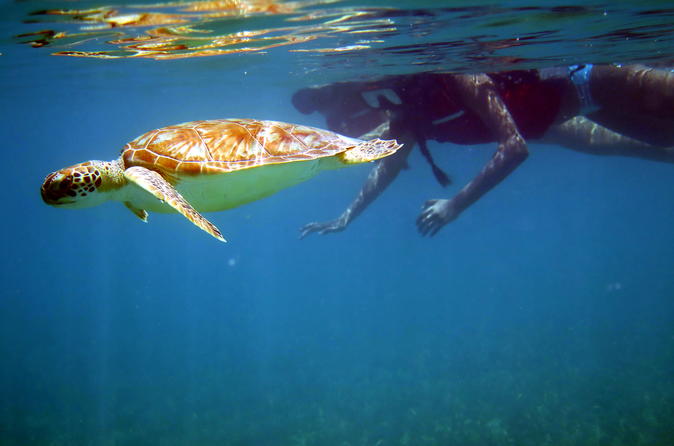 I Beach St Thomas Snorkeling The Best Beaches In World St Thomas Sea Turtle Snorkel Tour With Beach Side Lunch 2019