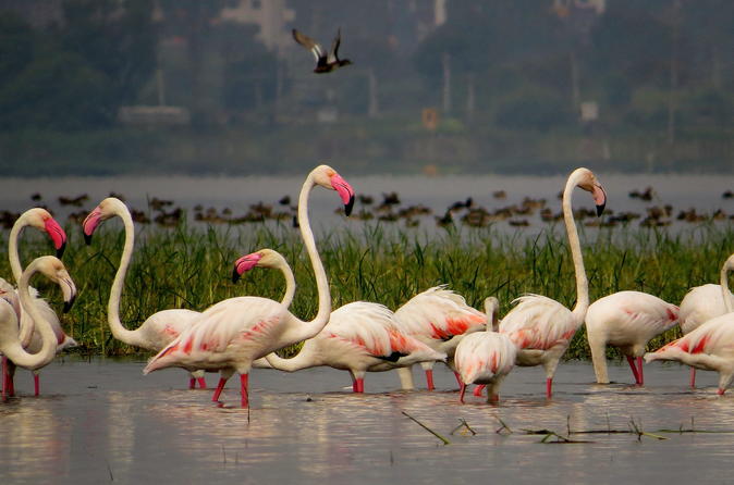 Full-Day Bird Safari Excursion to Bhigwan from Pune