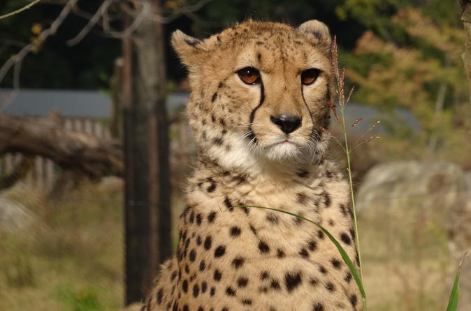 Yokohama Zoo Admission Ticket