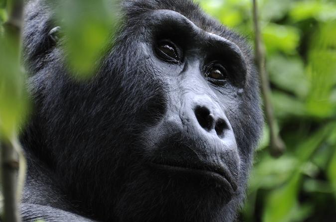 4-Day Fly-In Gorilla Tracking Safari from Entebbe
