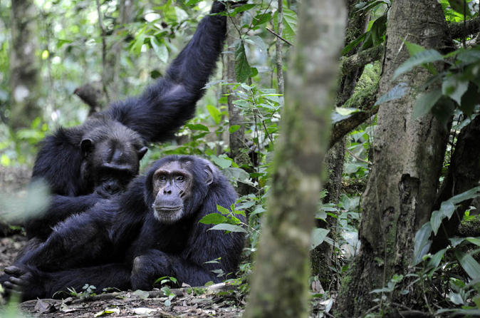 7 Days Classic Primate Uganda Adventure
