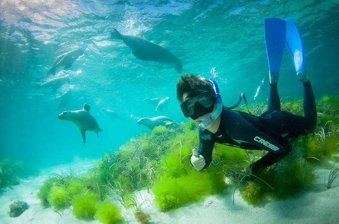 sea lion tours port lincoln