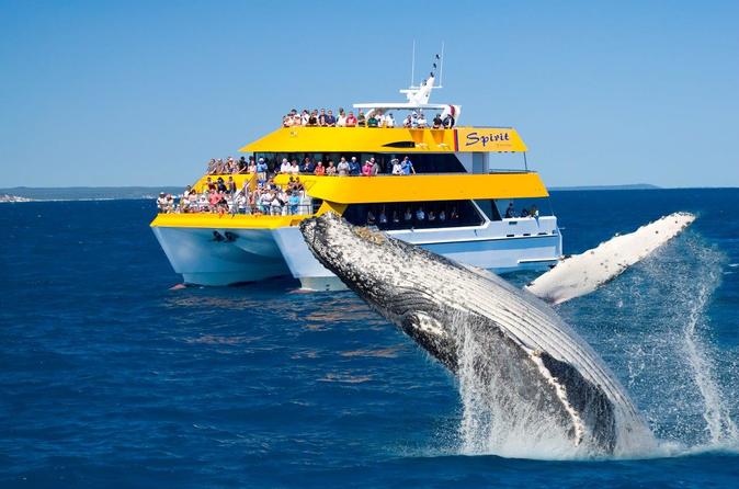 Spirit of Hervey Bay Whale Watching Cruise
