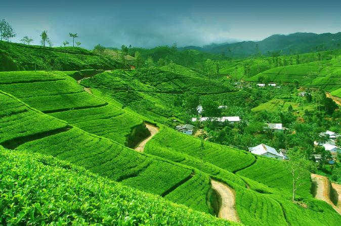 2-days-private-tour-to-nuwara-eliya-from-colombo-in-colombo-487288.jpg
