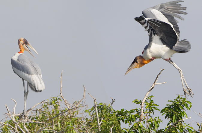 Full Day Tonle Sap Lake Tour with Prek Toal Bird Sanctuary
