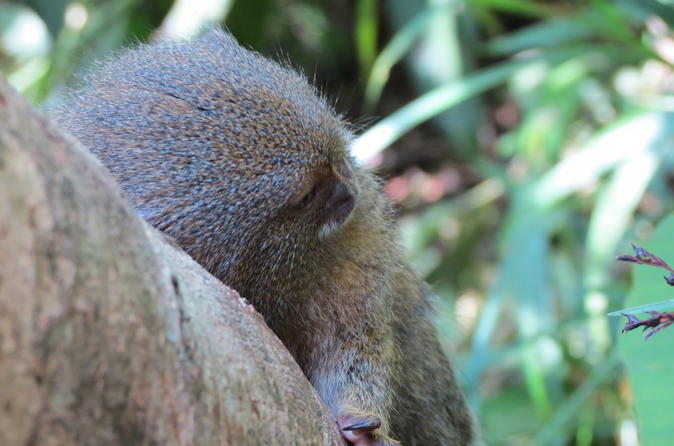 4-Day Wildlife Tour at Tamshiyacu Reserve