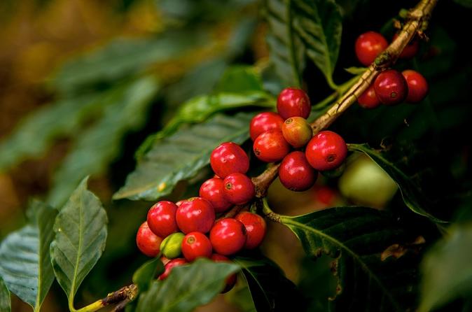 Puerto Quetzal Shore Excursion: Coffee Process And Jade Factory In Antigua