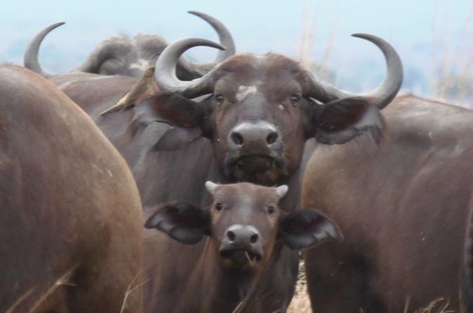 7-Day Safari of Southern Tanzania