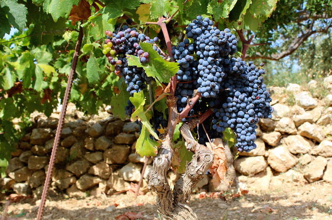 Hvar Wine Tour and Dalmatian Dinner