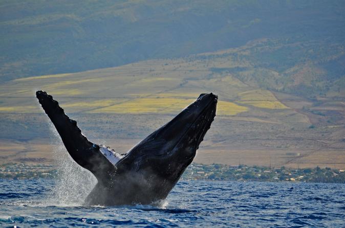2-Hour Maui Whale Watching Catamaran Cruise