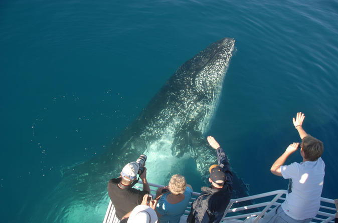 Morning or Afternoon Whale Watching Tour on the MV Whalesong