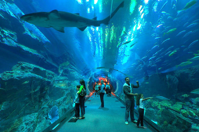 essay on dubai aquarium and underwater zoo