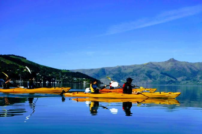 Akaroa Shore Excursion: Small-Group Wildlife and Sea-Kayaking Safari in Akaroa