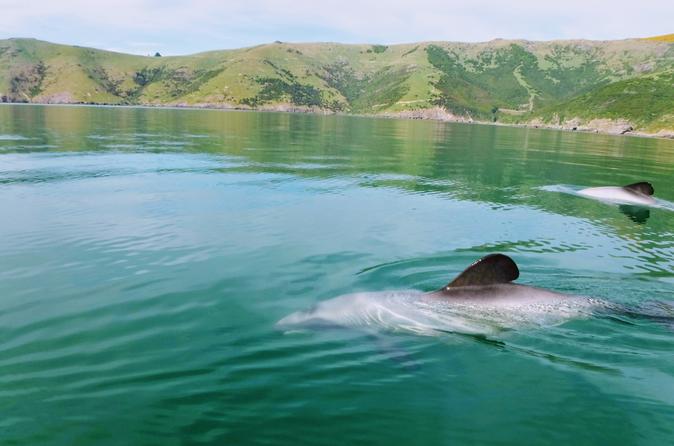Sunrise Kayaking Safari with Sea Wildlife in Akaroa