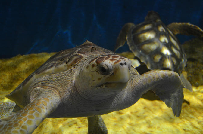 Seville Sightseeing Tour with Aquarium and Boat Trip on Guadalquivir River - 10:00