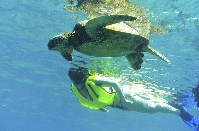 North Shore Turtle Cove Guided Snorkeling Tour
