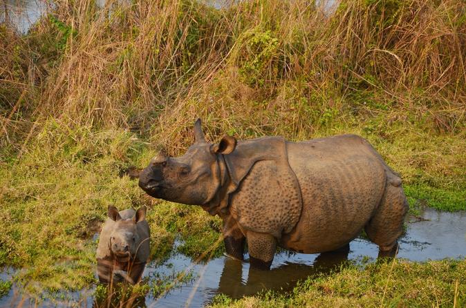 3-Night Wildlife Adventure Tour from Kathmandu