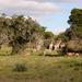 Addo Elephant National Park and Schotia Private Game Reserve