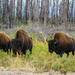Mountain Buffalo Half-Day Tour from Yellowknife