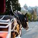 60-Minute Deluxe Horse-Drawn Carriage Tour
