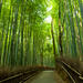 Arashiyama Walking Tour