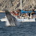 Whale Watching Tour in Los Cabos Aboard the Pez Gato