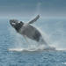 Whale Watching Excursion with Transportation from Quebec City
