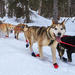 4-hour Dog Sledding and Kennel Small Group Tour