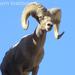 Interpretive Hike with a Bighorn Biologist to Look for Sheep