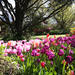 Spring Gardens in the Blue Mountains Private Tour Limited Time Only