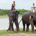 Private Tour: Jungle Adventure from Goa Including Elephant Ride and Lunch