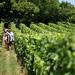 Bordeaux Super Saver: Médoc Wine Tour and Lunch plus St-Emilion